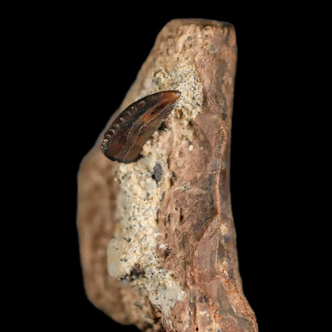 0.3" Rare Troodon Fossil Tooth On Dinosaur Bone Judith River FM Cretaceous Montana - Fossil Age Minerals