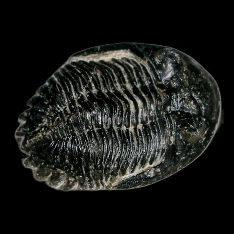 2.1" Metacanthina Issoumourensis Trilobite Fossil Devonian Age 400 Mil Yrs Old COA - Fossil Age Minerals