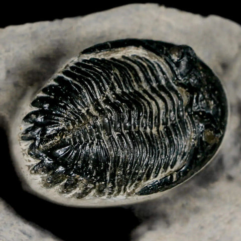 2.1" Metacanthina Issoumourensis Trilobite Fossil Devonian Age 400 Mil Yrs Old COA - Fossil Age Minerals