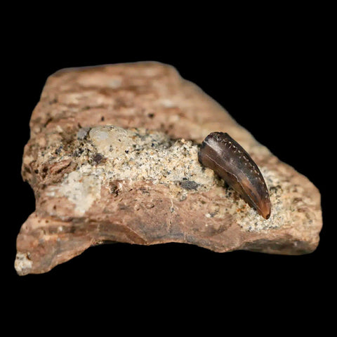 0.3" Rare Troodon Fossil Tooth On Dinosaur Bone Judith River FM Cretaceous Montana - Fossil Age Minerals