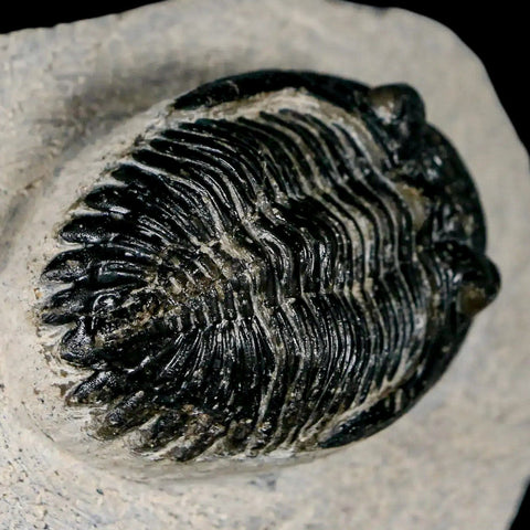 2.1" Metacanthina Issoumourensis Trilobite Fossil Devonian Age 400 Mil Yrs Old COA - Fossil Age Minerals