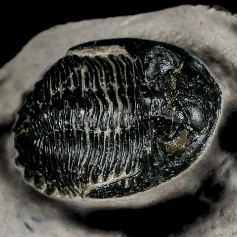 2.1" Metacanthina Issoumourensis Trilobite Fossil Devonian Age 400 Mil Yrs Old COA - Fossil Age Minerals