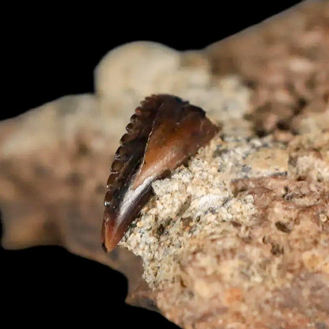 0.3" Rare Troodon Fossil Tooth On Dinosaur Bone Judith River FM Cretaceous Montana - Fossil Age Minerals