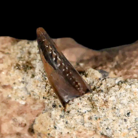 0.3" Rare Troodon Fossil Tooth On Dinosaur Bone Judith River FM Cretaceous Montana - Fossil Age Minerals