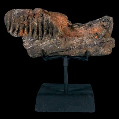 7.4" Hypacrosaurus Dinosaur Fossil Jaw Section Two Medicine FM MT COA, Stand - Fossil Age Minerals