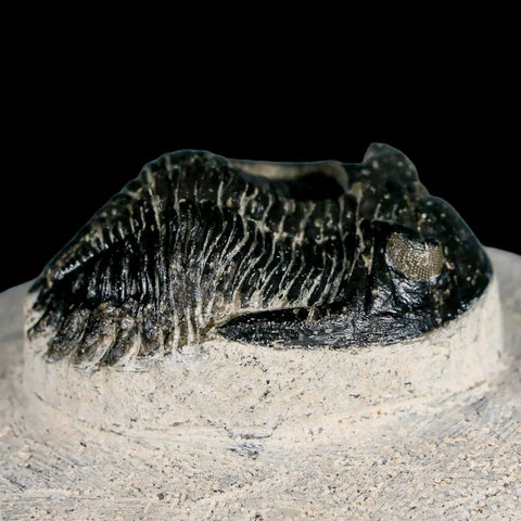 2.1" Metacanthina Issoumourensis Trilobite Fossil Devonian Age 400 Mil Yrs Old COA - Fossil Age Minerals