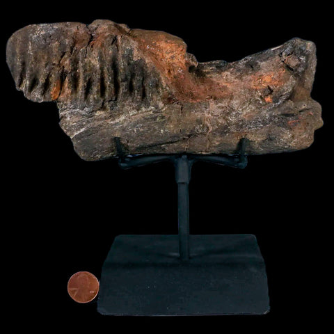 7.4" Hypacrosaurus Dinosaur Fossil Jaw Section Two Medicine FM MT COA, Stand - Fossil Age Minerals