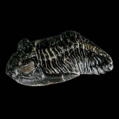 2.1" Metacanthina Issoumourensis Trilobite Fossil Devonian Age 400 Mil Yrs Old COA - Fossil Age Minerals