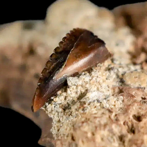 0.3" Rare Troodon Fossil Tooth On Dinosaur Bone Judith River FM Cretaceous Montana - Fossil Age Minerals