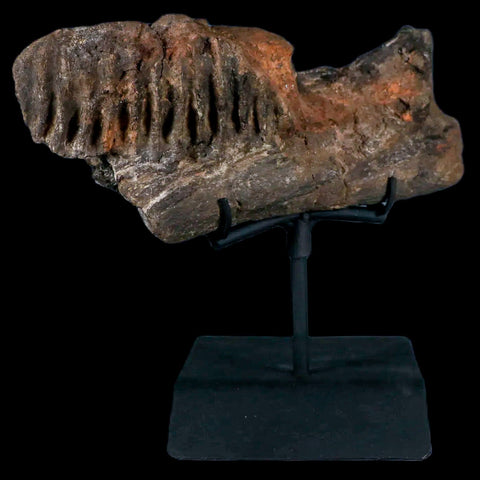 7.4" Hypacrosaurus Dinosaur Fossil Jaw Section Two Medicine FM MT COA, Stand - Fossil Age Minerals