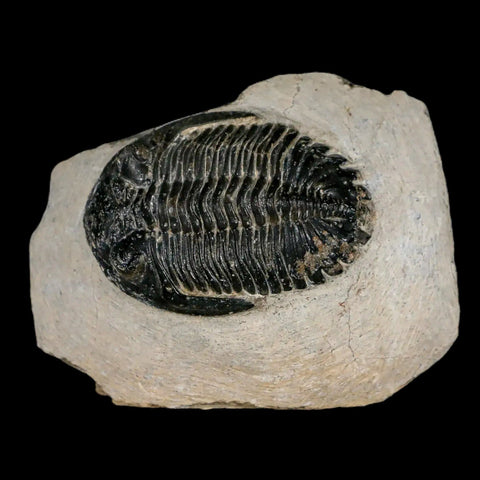 2.3" Metacanthina Issoumourensis Trilobite Fossil Devonian Age 400 Mil Yrs Old COA - Fossil Age Minerals