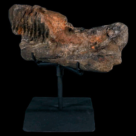 7.4" Hypacrosaurus Dinosaur Fossil Jaw Section Two Medicine FM MT COA, Stand - Fossil Age Minerals