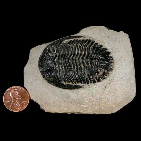 2.3" Metacanthina Issoumourensis Trilobite Fossil Devonian Age 400 Mil Yrs Old COA - Fossil Age Minerals