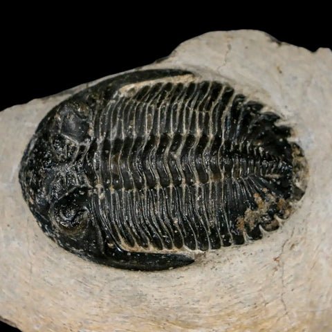 2.3" Metacanthina Issoumourensis Trilobite Fossil Devonian Age 400 Mil Yrs Old COA - Fossil Age Minerals