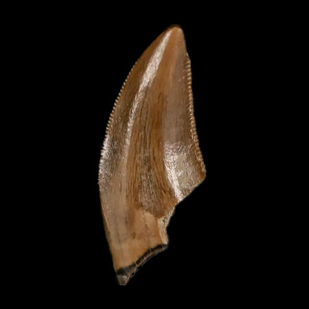 0.7" Saurornitholestes Raptor Serrated Tooth Fossil Judith River FM MT COA, Display