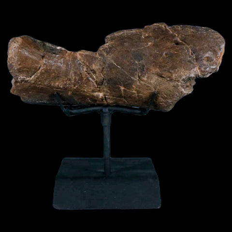 7.4" Hypacrosaurus Dinosaur Fossil Jaw Section Two Medicine FM MT COA, Stand - Fossil Age Minerals