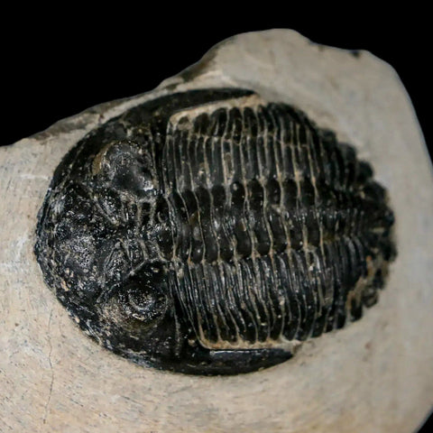 2.3" Metacanthina Issoumourensis Trilobite Fossil Devonian Age 400 Mil Yrs Old COA - Fossil Age Minerals