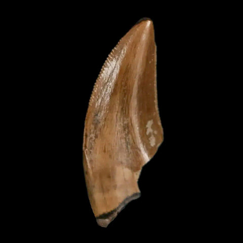 0.7" Saurornitholestes Raptor Serrated Tooth Fossil Judith River FM MT COA, Display - Fossil Age Minerals