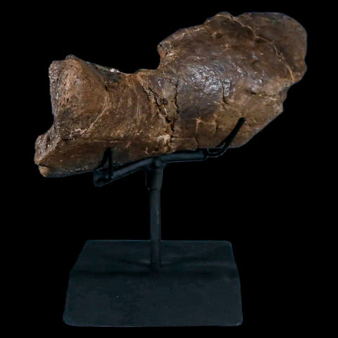 7.4" Hypacrosaurus Dinosaur Fossil Jaw Section Two Medicine FM MT COA, Stand - Fossil Age Minerals