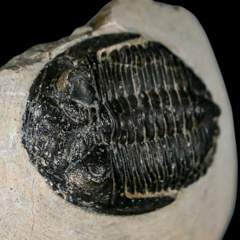 2.3" Metacanthina Issoumourensis Trilobite Fossil Devonian Age 400 Mil Yrs Old COA - Fossil Age Minerals