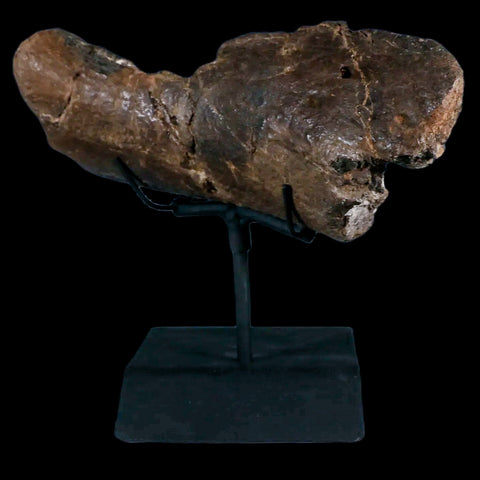 7.4" Hypacrosaurus Dinosaur Fossil Jaw Section Two Medicine FM MT COA, Stand - Fossil Age Minerals