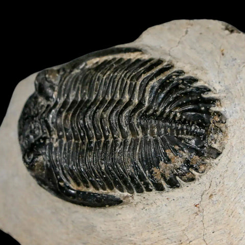 2.3" Metacanthina Issoumourensis Trilobite Fossil Devonian Age 400 Mil Yrs Old COA - Fossil Age Minerals