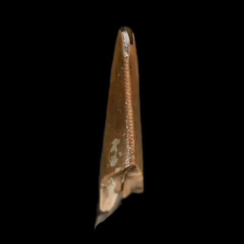 0.7" Saurornitholestes Raptor Serrated Tooth Fossil Judith River FM MT COA, Display - Fossil Age Minerals