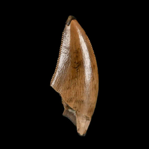 0.7" Saurornitholestes Raptor Serrated Tooth Fossil Judith River FM MT COA, Display - Fossil Age Minerals