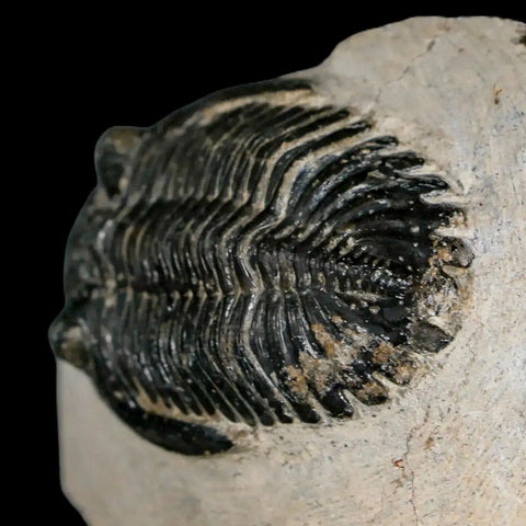 2.3" Metacanthina Issoumourensis Trilobite Fossil Devonian Age 400 Mil Yrs Old COA - Fossil Age Minerals