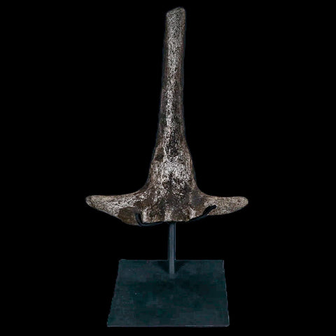 8.2" Hypacrosaurus Dinosaur Fossil Vertebrae Process Two Medicine FM MT COA, Stand - Fossil Age Minerals