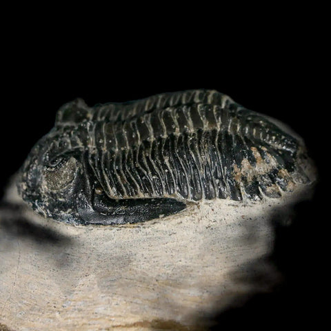 2.3" Metacanthina Issoumourensis Trilobite Fossil Devonian Age 400 Mil Yrs Old COA - Fossil Age Minerals