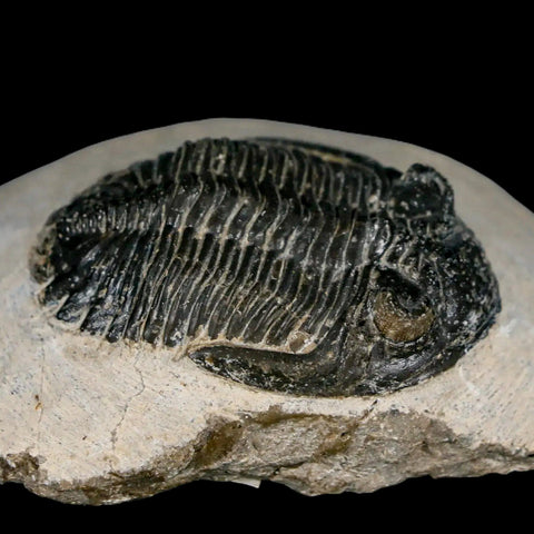 2.3" Metacanthina Issoumourensis Trilobite Fossil Devonian Age 400 Mil Yrs Old COA - Fossil Age Minerals