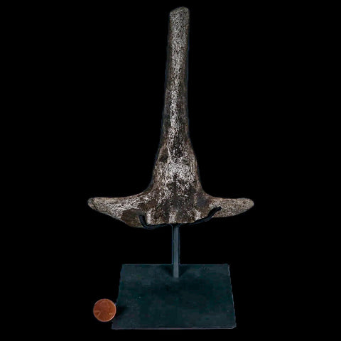 8.2" Hypacrosaurus Dinosaur Fossil Vertebrae Process Two Medicine FM MT COA, Stand - Fossil Age Minerals