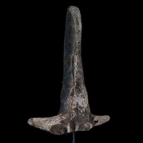 8.2" Hypacrosaurus Dinosaur Fossil Vertebrae Process Two Medicine FM MT COA, Stand - Fossil Age Minerals