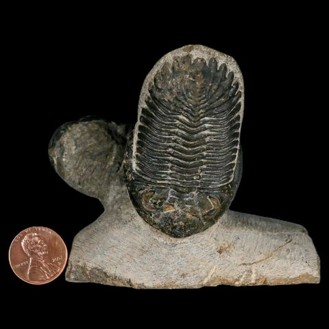 Metacanthina Issoumourensis Trilobite And Moroccops Trilobite Fossil Devonian Age COA - Fossil Age Minerals