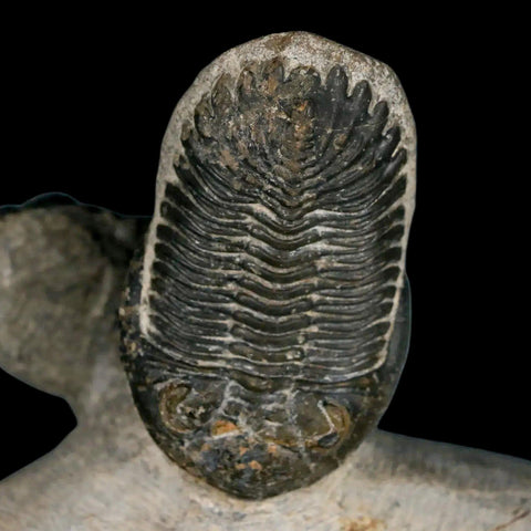 Metacanthina Issoumourensis Trilobite And Moroccops Trilobite Fossil Devonian Age COA - Fossil Age Minerals