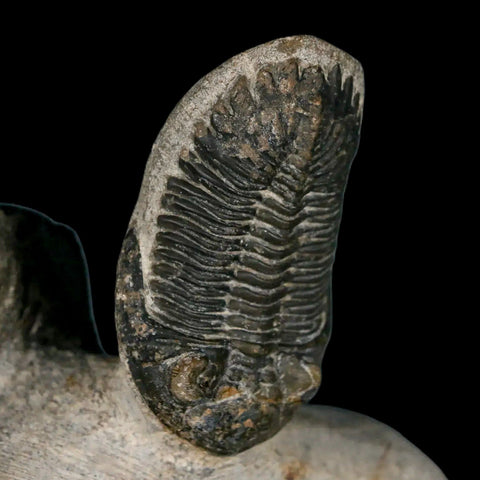 Metacanthina Issoumourensis Trilobite And Moroccops Trilobite Fossil Devonian Age COA - Fossil Age Minerals