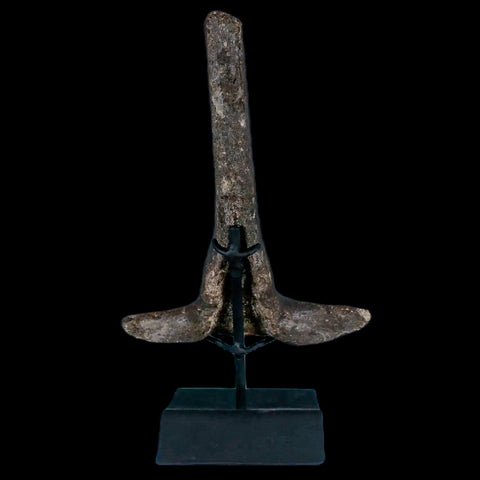 8.2" Hypacrosaurus Dinosaur Fossil Vertebrae Process Two Medicine FM MT COA, Stand - Fossil Age Minerals