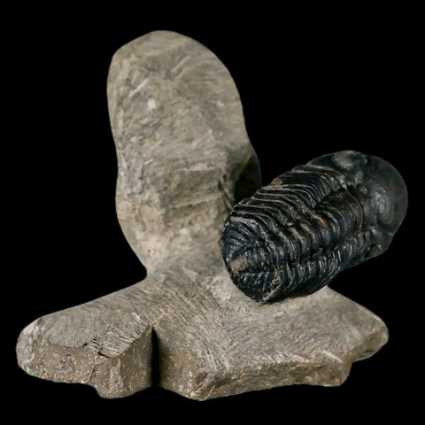 Metacanthina Issoumourensis Trilobite And Moroccops Trilobite Fossil Devonian Age COA - Fossil Age Minerals