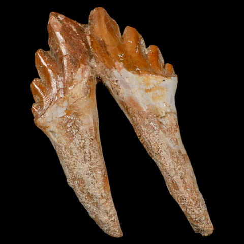 3.6" Basilosaurus Tooth Rooted Prehistoric Whale 34 Mil Yrs Old Late Eocene COA