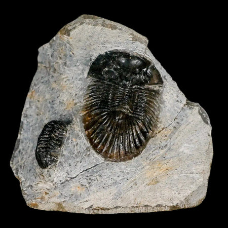 1.4" Scabriscutellum Trilobite Fossil Devonian Morocco 400 Million Years Old COA