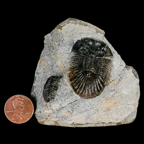 1.4" Scabriscutellum Trilobite Fossil Devonian Morocco 400 Million Years Old COA - Fossil Age Minerals