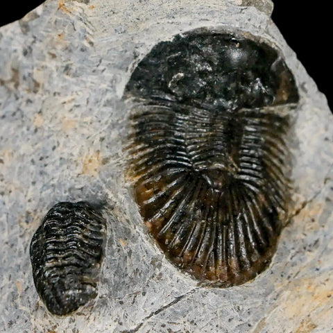 1.4" Scabriscutellum Trilobite Fossil Devonian Morocco 400 Million Years Old COA - Fossil Age Minerals