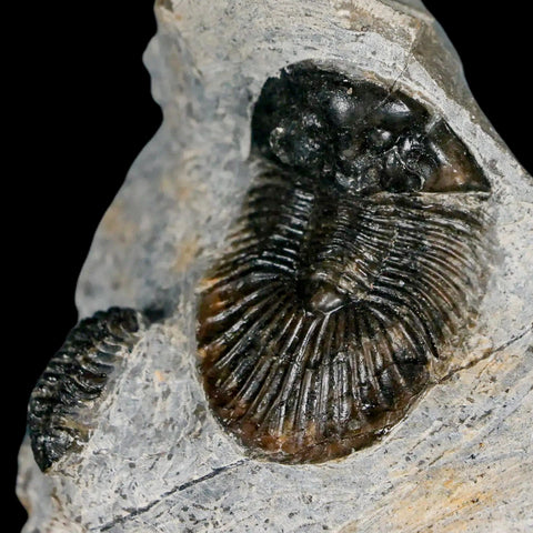 1.4" Scabriscutellum Trilobite Fossil Devonian Morocco 400 Million Years Old COA - Fossil Age Minerals