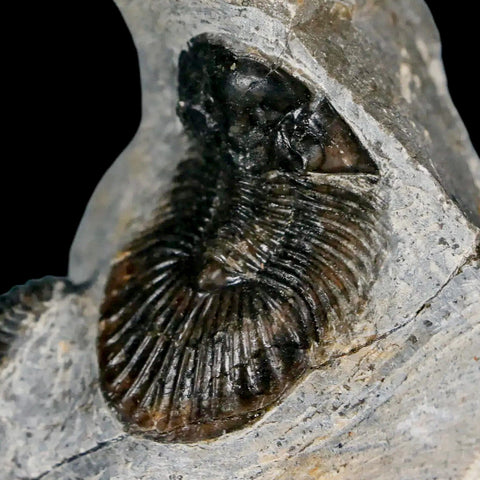 1.4" Scabriscutellum Trilobite Fossil Devonian Morocco 400 Million Years Old COA - Fossil Age Minerals