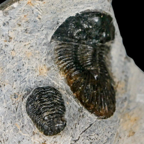 1.4" Scabriscutellum Trilobite Fossil Devonian Morocco 400 Million Years Old COA - Fossil Age Minerals