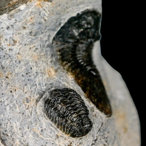 1.4" Scabriscutellum Trilobite Fossil Devonian Morocco 400 Million Years Old COA - Fossil Age Minerals