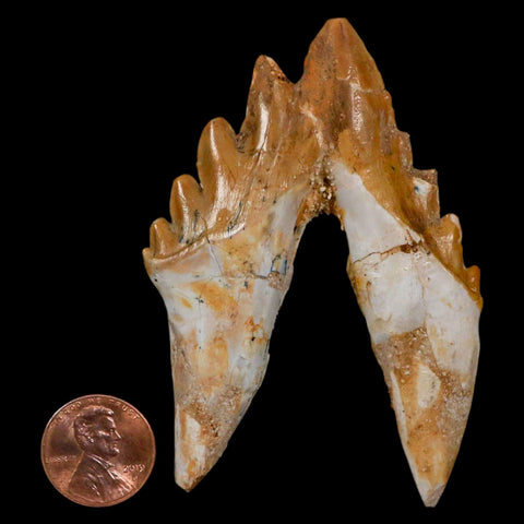 3.1" Basilosaurus Tooth Rooted Prehistoric Whale 34 Mil Yrs Old Late Eocene COA