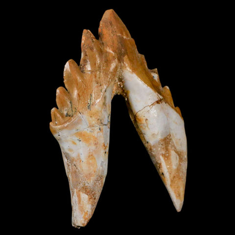 3.1" Basilosaurus Tooth Rooted Prehistoric Whale 34 Mil Yrs Old Late Eocene COA