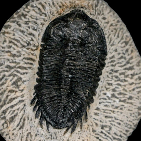 2.1" Coltraenia Oufatenensis Trilobite Fossil Devonian Morocco 400 Mil Yrs Old COA - Fossil Age Minerals